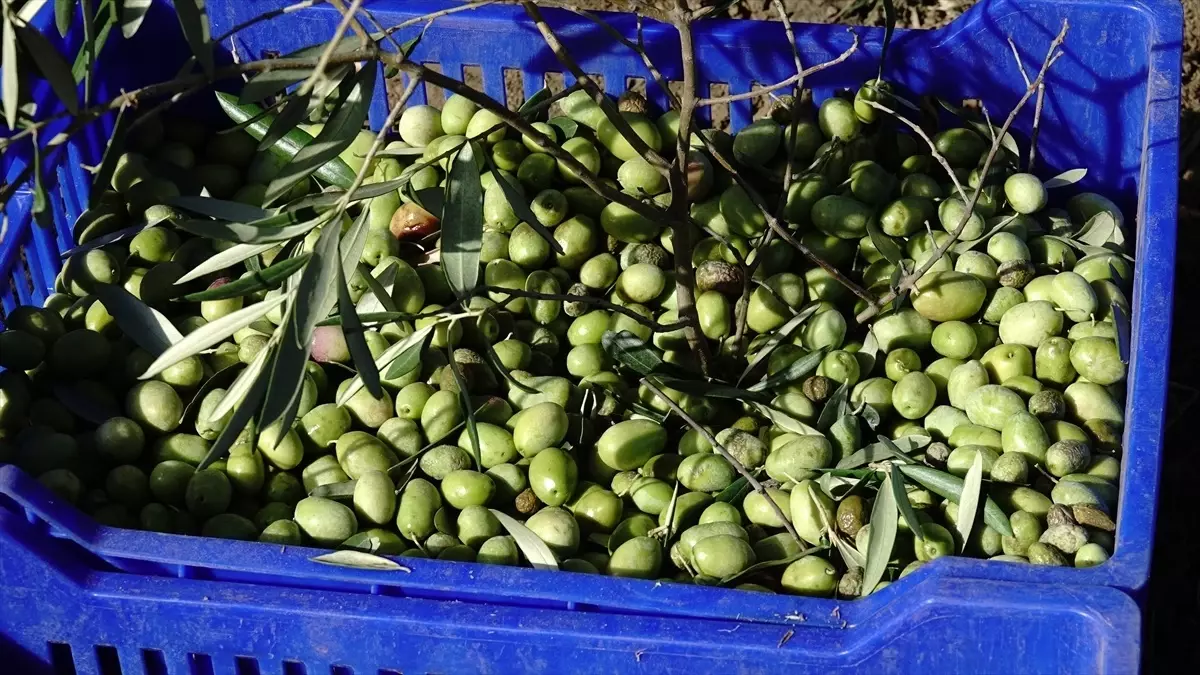 Zeytin Üreticileri Yağmur Bekliyor