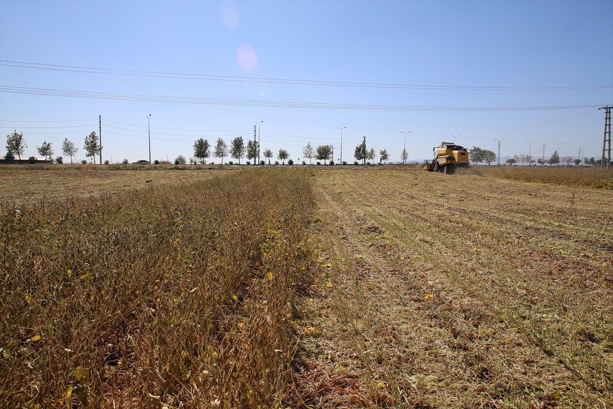 Diyarbakır\'da Soya Üretimi Üç Kat Artış Gösterdi