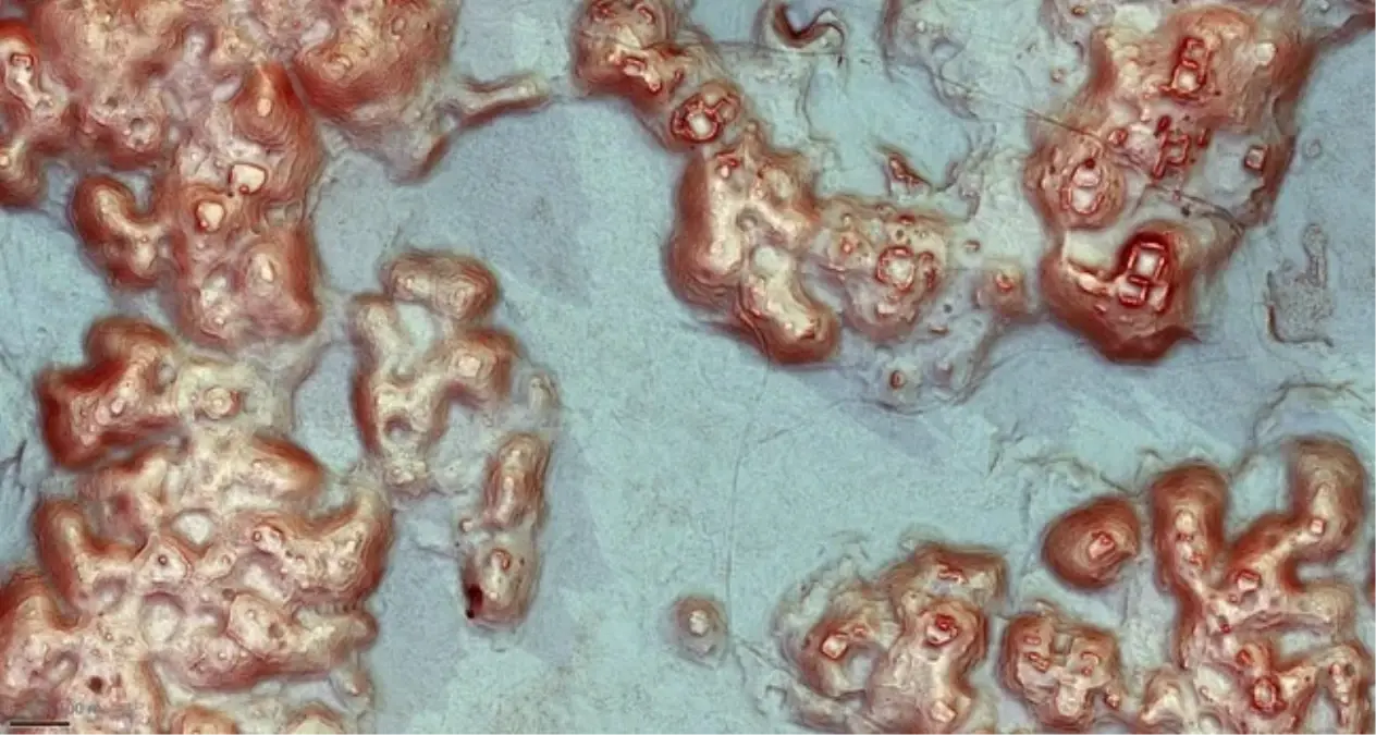 Meksika\'da Antik Maya Şehri Keşfedildi