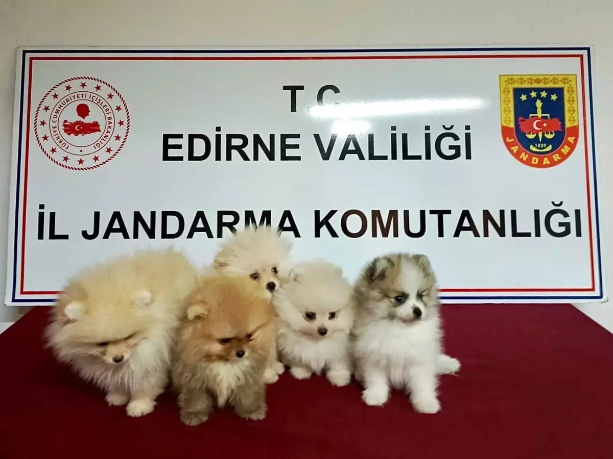 Edirne\'de Yasadışı Pomeranian Köpek Yakalandı