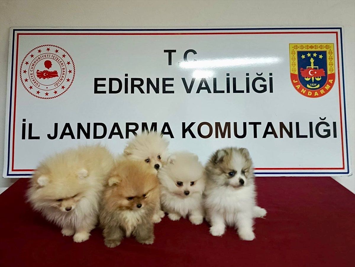 Edirne\'de Kaçak Pomeranian Köpekler Ele Geçirildi