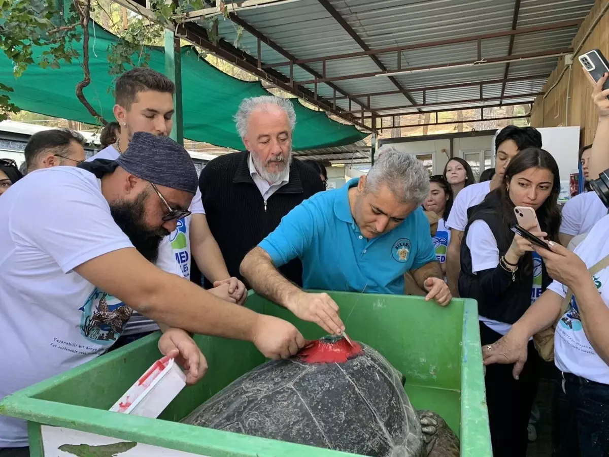 İztuzu\'nda 3 Caretta Caretta Denize Bırakıldı