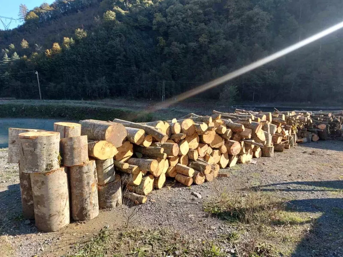 Artvin\'de Kaçak Ağaç Kesimi: Kooperatif Başkanı Gözaltında