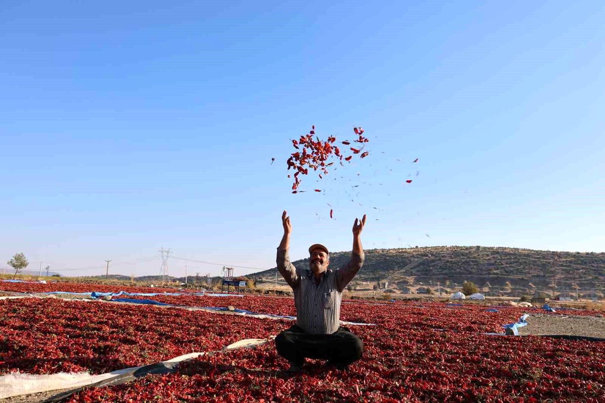 Kahramanmaraş Acı Biberi Hasat Zamanı