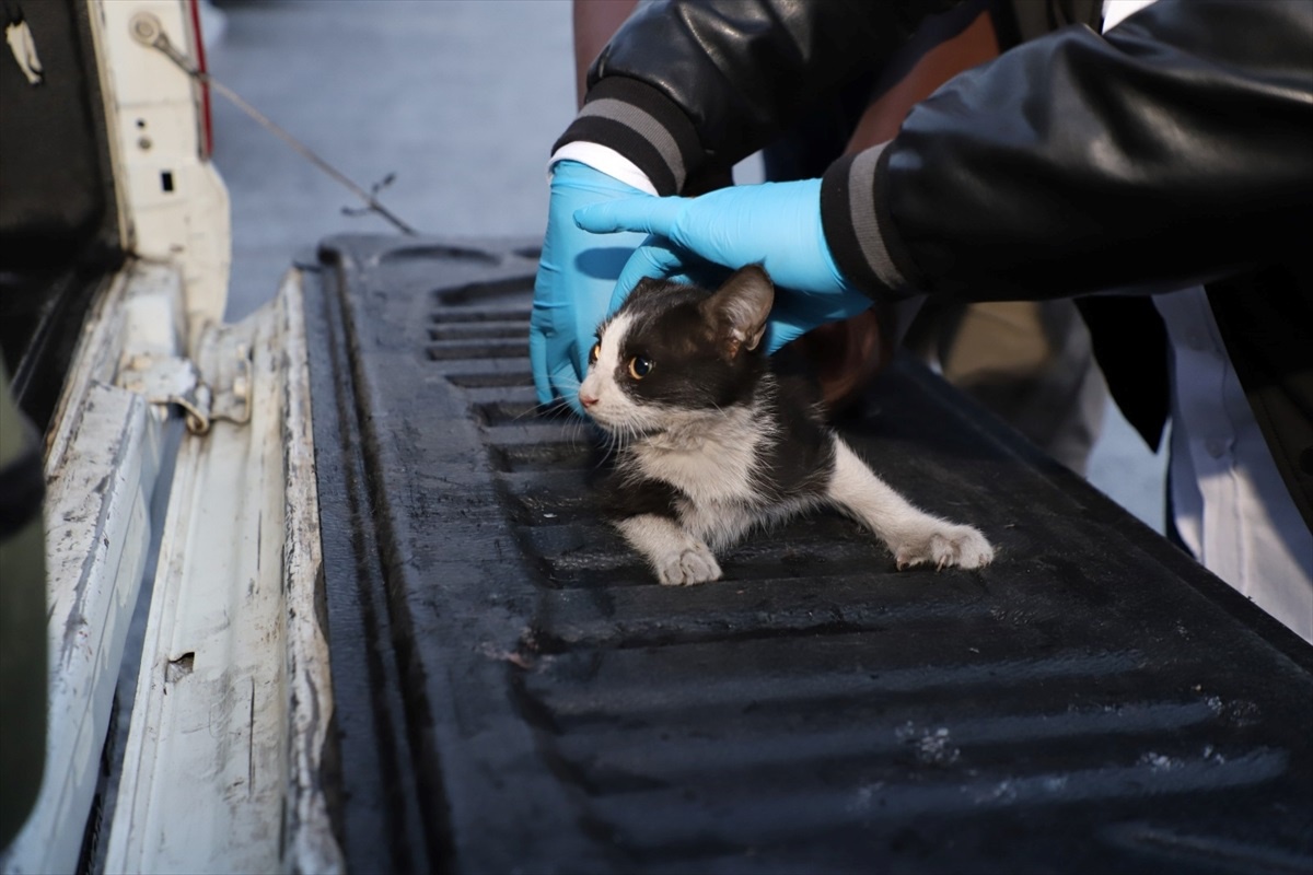 Kedi Yavrusunun Çatı Kurtuluşu