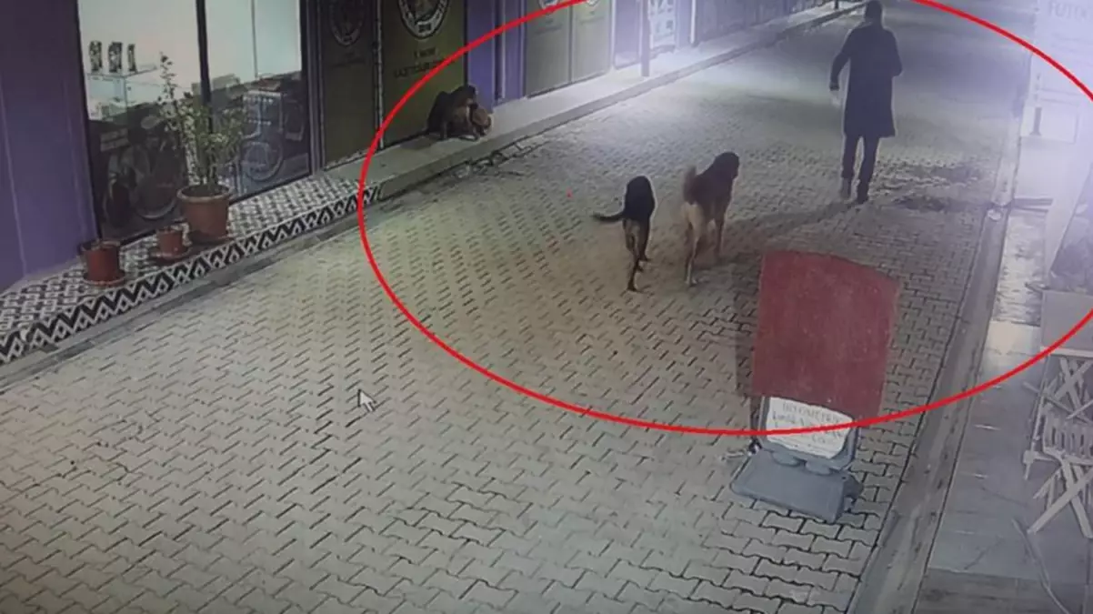 Akılalmaz olay: Yavru kedileri ve annelerini köpeklere parçalattı