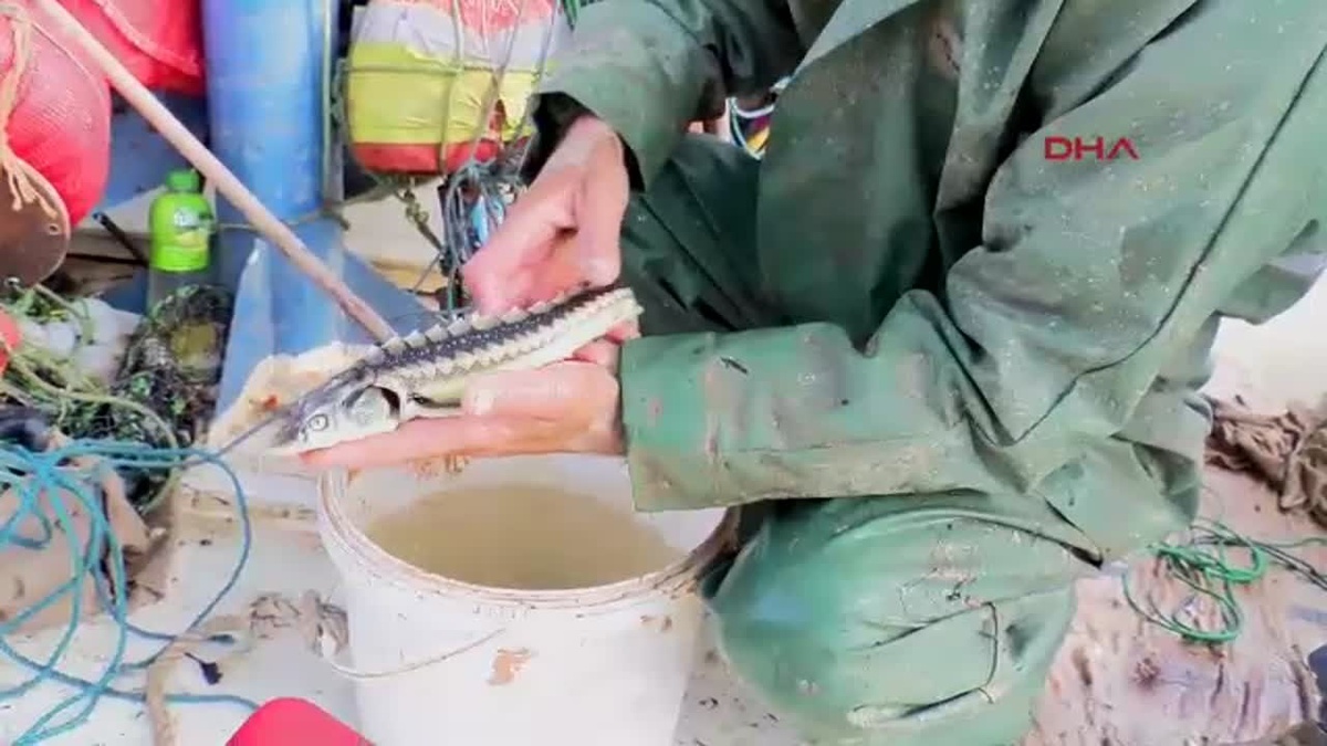 Mersin Balığına Koruma