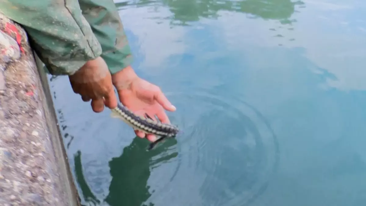 Mersin Balığı Koruma Çabası