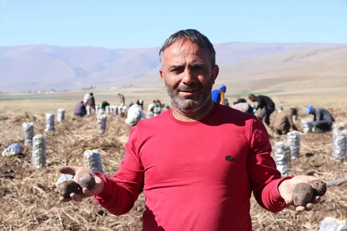 Erzurum\'da Mor Patates Hasadı Başladı