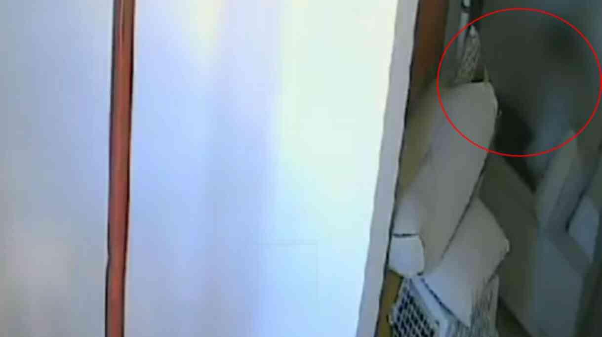 Sapığın böylesi: Apartmandaki kediye tacizde bulundu