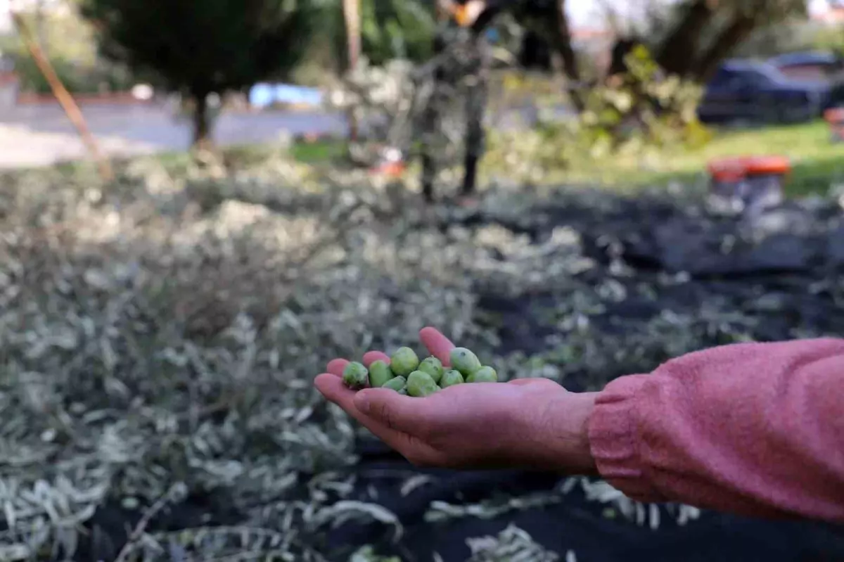 Turgutlu Belediyesi Geleneksel Zeytin Hasadına Başladı