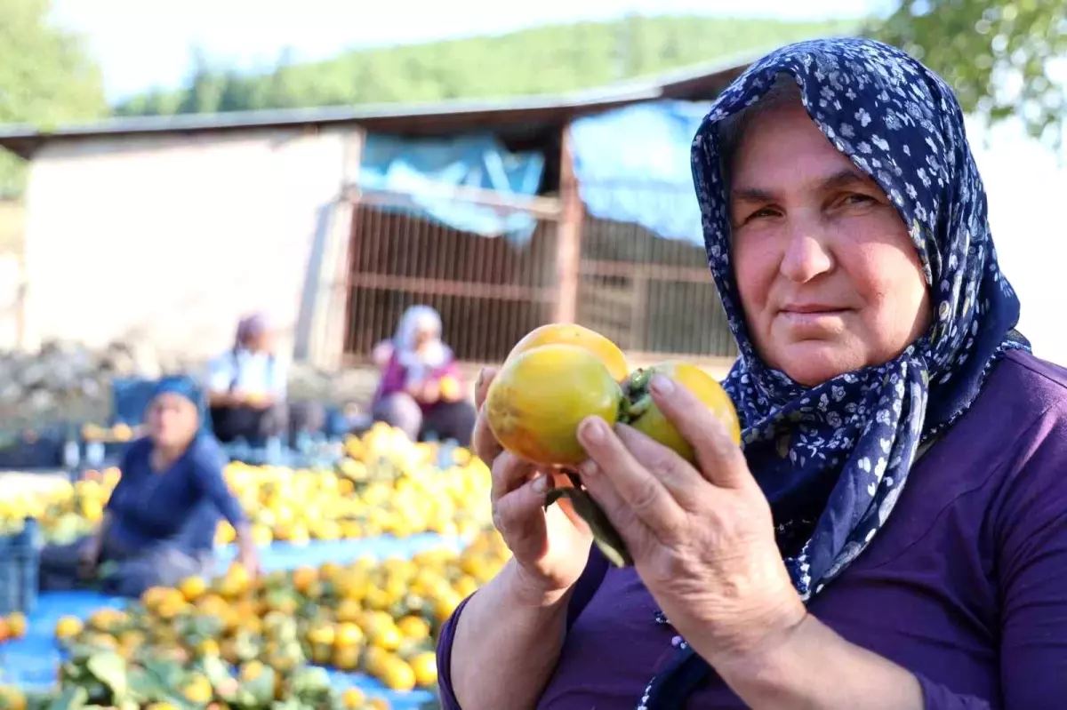 Kozan\'da Devlet Destekli Trabzon Hurması Hasadı