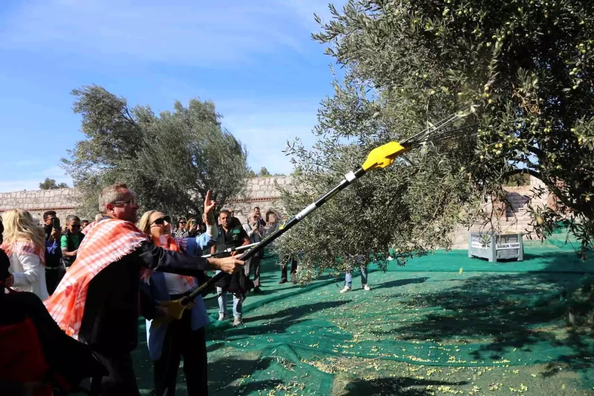 19. Ayvalık Uluslararası Zeytin Hasat Festivali\'nde ilk hasat Barbun\'un Çiftliği\'nde gerçekleşti