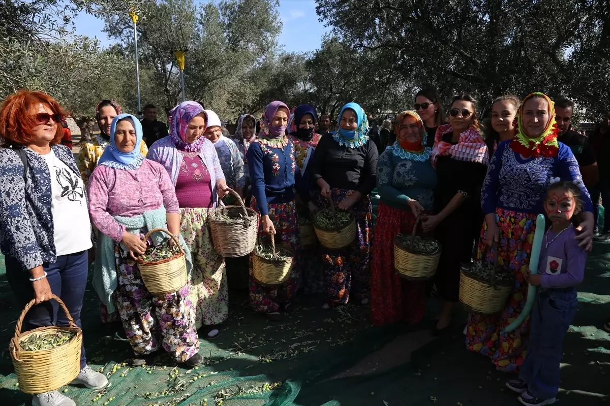 Ayvalık\'ta Zeytin Hasat Festivali Başladı