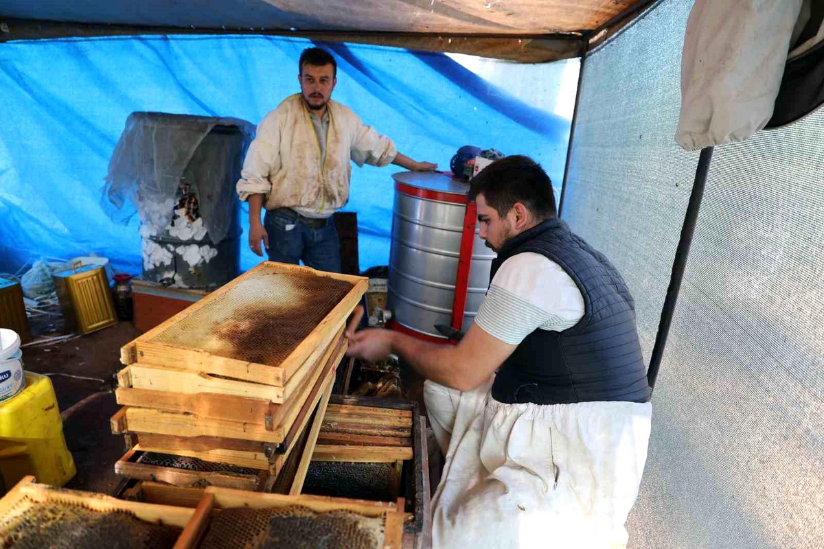 Muğla\'da Çam Balı Rekoltesi Yükseldi