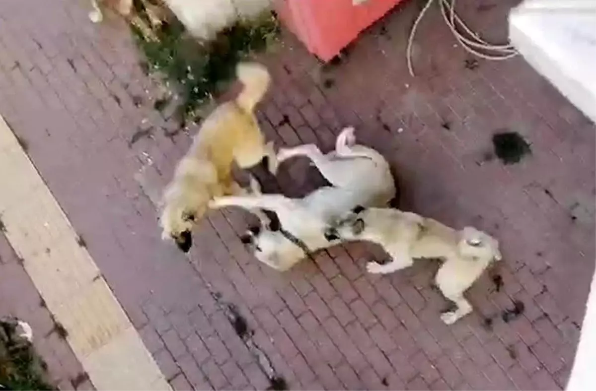 Bilecik\'te Sokak Köpekleri Vatandaşları Tedirgin Ediyor