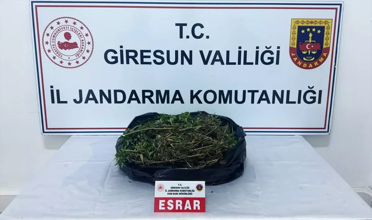 Giresun\'da Uyuşturucu Operasyonu: 1 Zanlı Tutuklandı