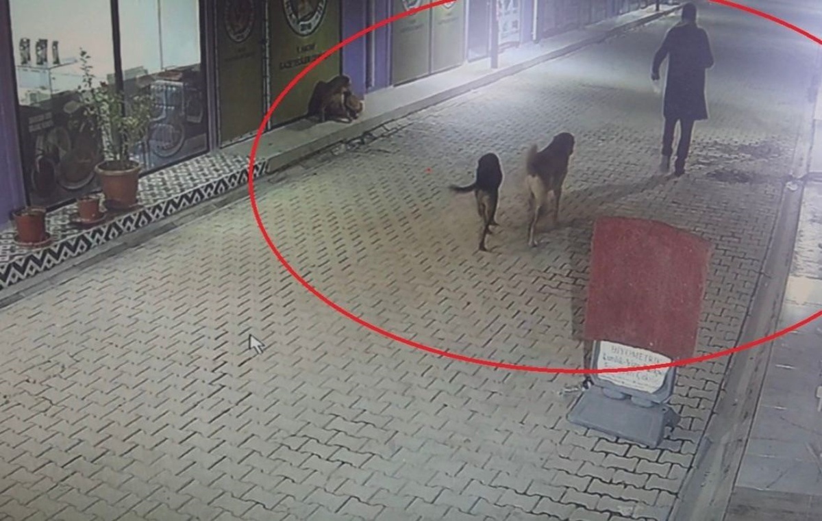 Kedileri Köpeklere Parçalattığı İddia Edilen Şahıs Gözaltında