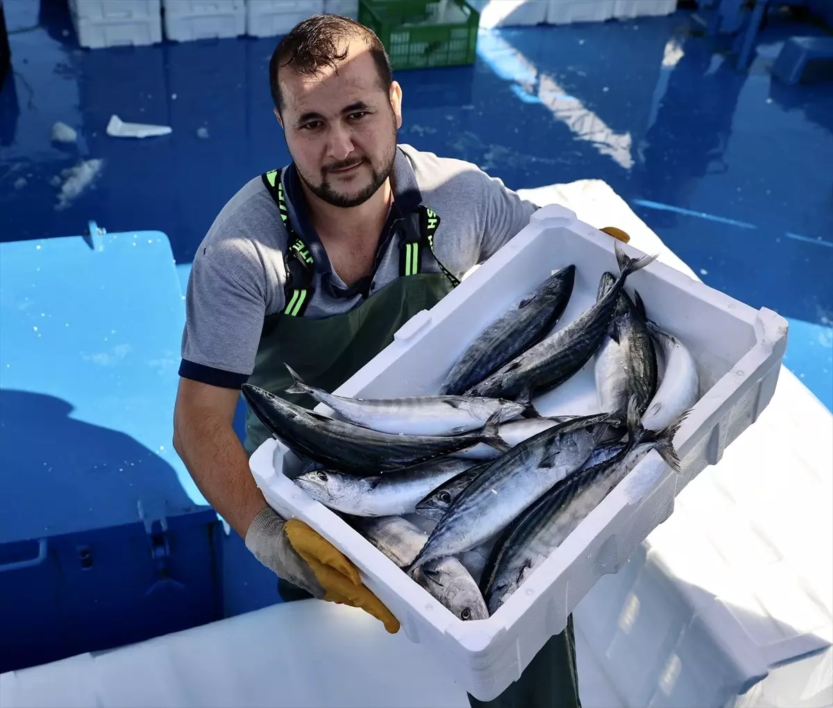 Sinop\'ta Palamut Avında Rekor