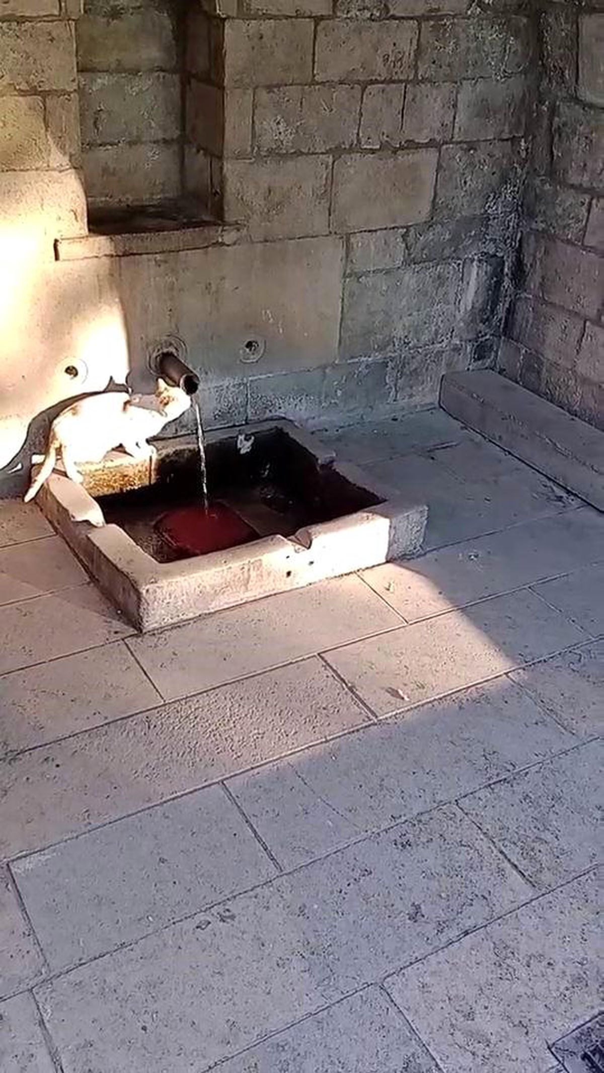 Sevimli Kedinin Su İçme Anları