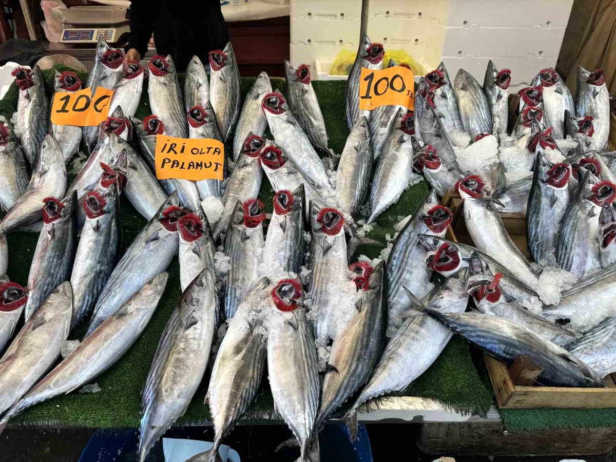 Zonguldak\'ta Palamut Fiyatı 100 Liraya Düştü