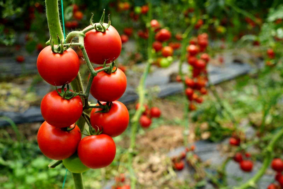 Antalya\'da Ekim Ayı Sebze-Meyve Endeksleri Açıklandı