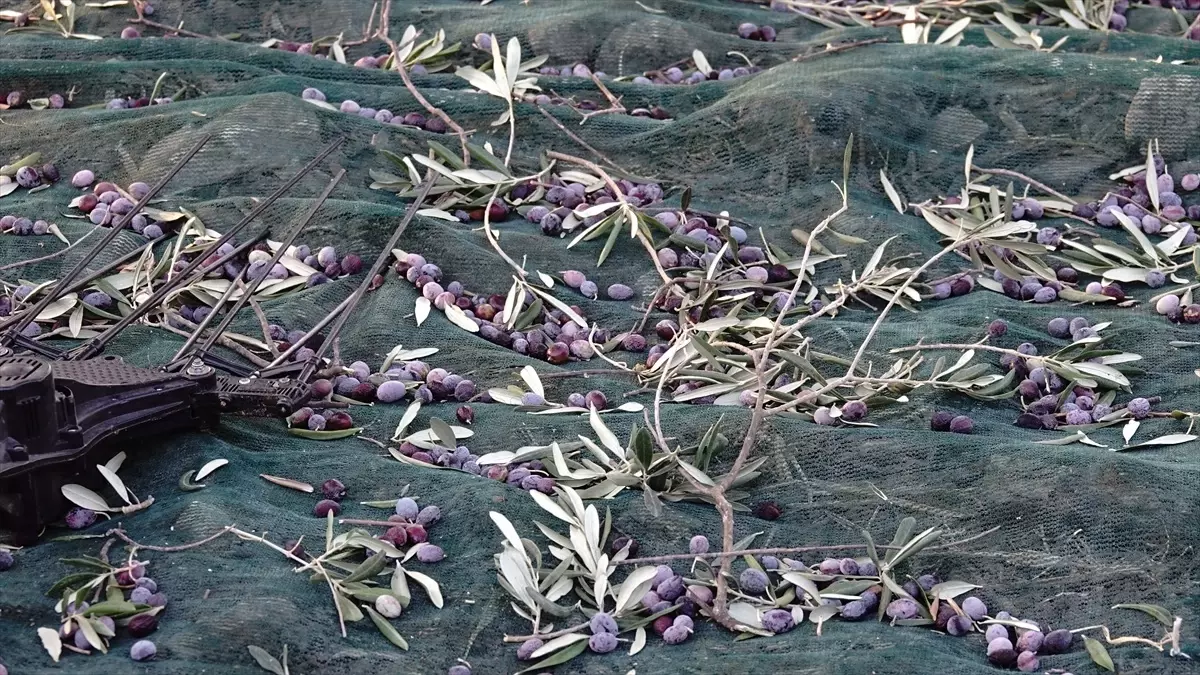 Ayvalık Zeytin Hasat Festivali Coşkusu