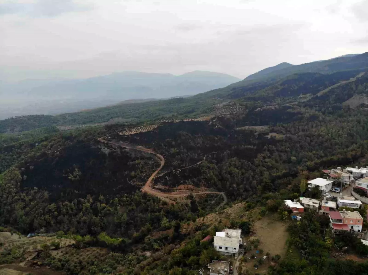 Hatay\'da Orman Yangını: 95 Hektar Zarar Gördü