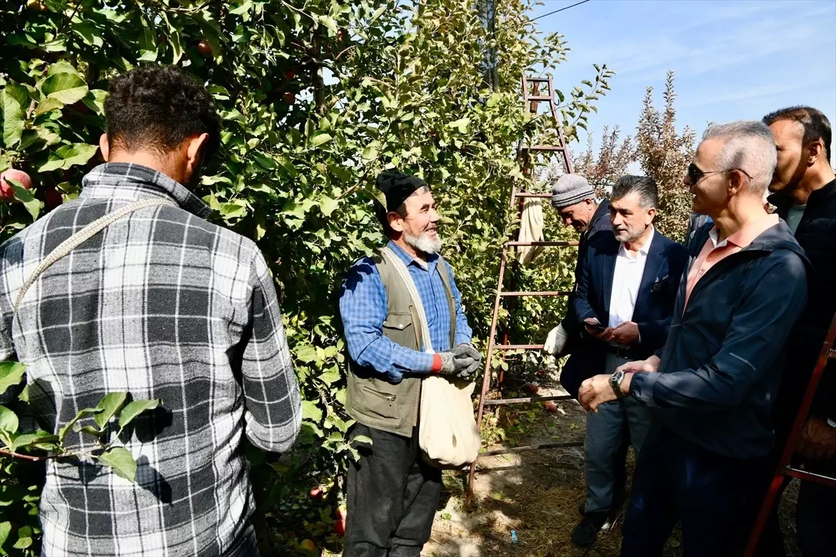 Vali Çiçekli Elma Hasadına Katıldı