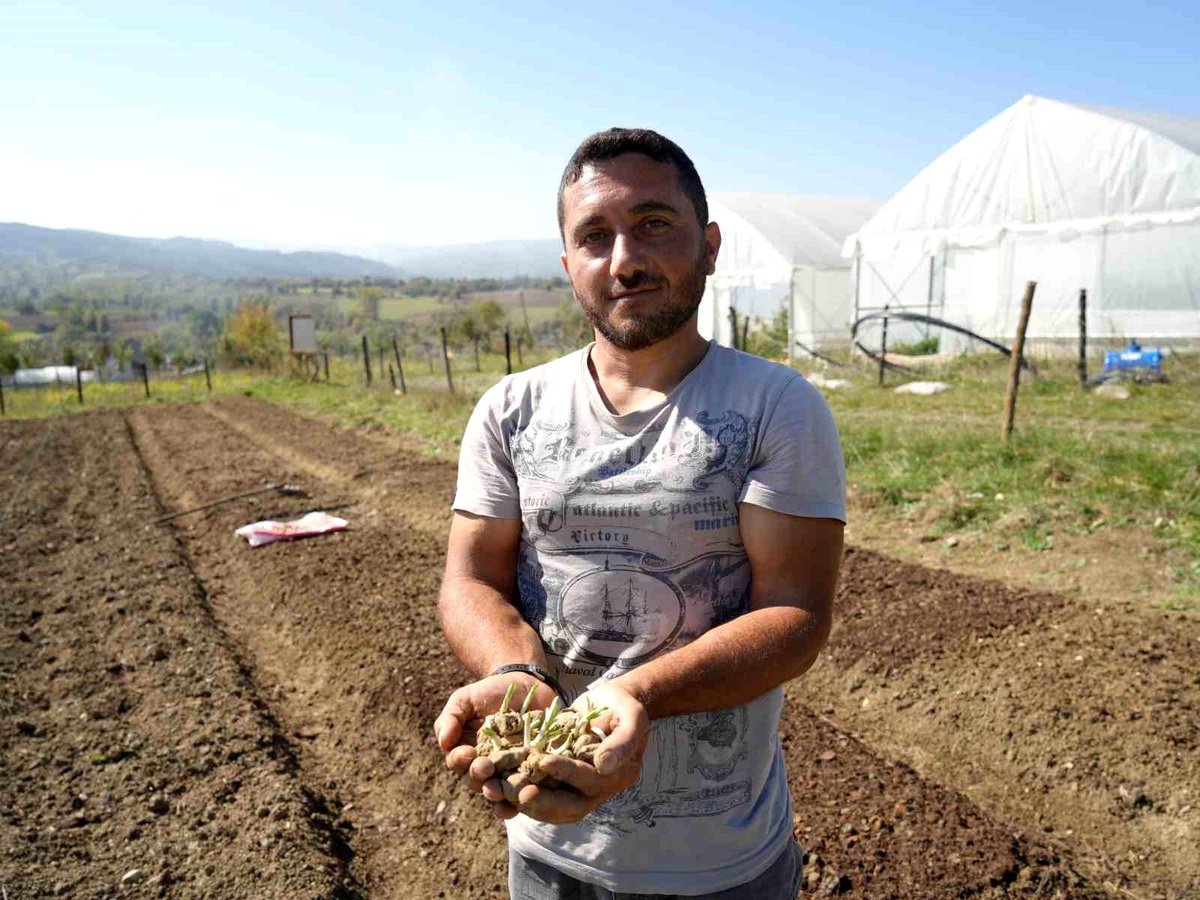 Kastamonu\'da Salep Yetiştiriciliği