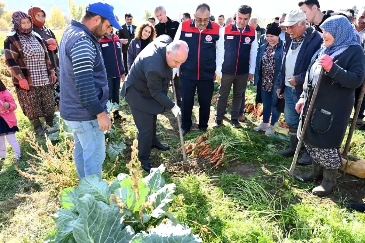 Çakır Havuç Hasadı Başladı