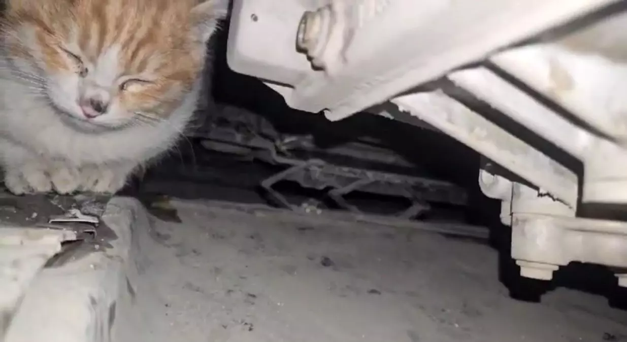 Yüksekova\'da Kedi Motor Bölmesinden Kurtarıldı