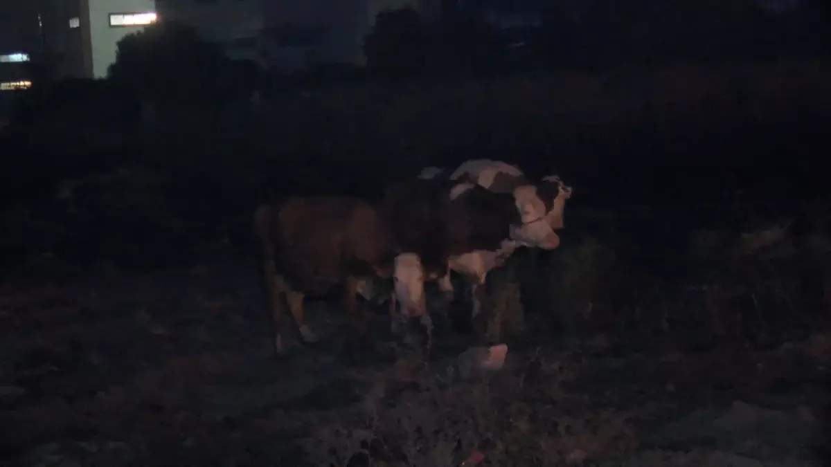 Esenyurt\'ta Kurbanlık Hayvanlar Yanarak Telef Oldu