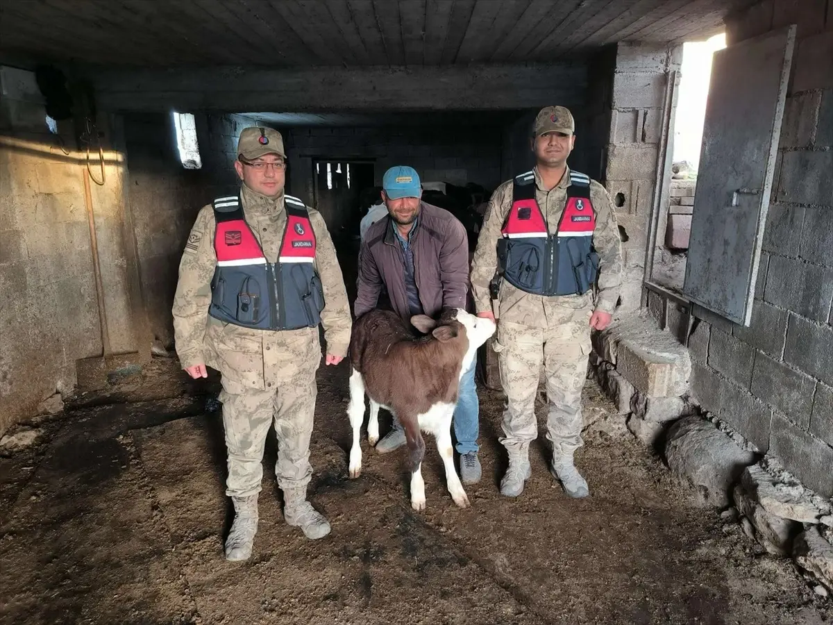 Kayıp Buzağı Jandarma Tarafından Bulundu