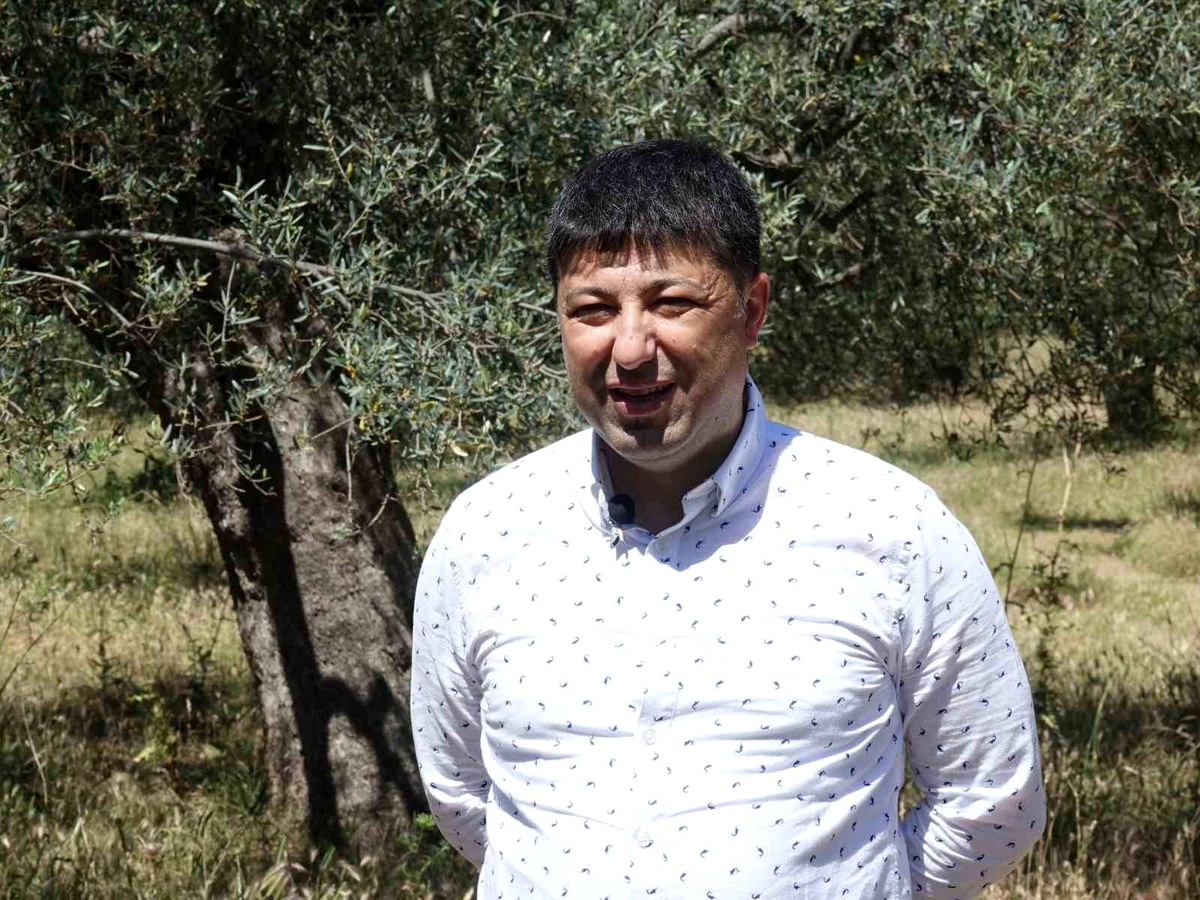 Zeytin Hasadı Sonrası Bakım İpuçları