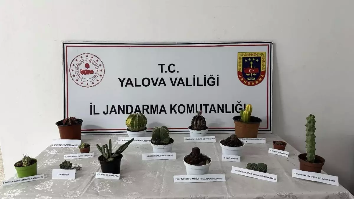 Yalova\'da Kaktüs Hırsızı Yakalandı