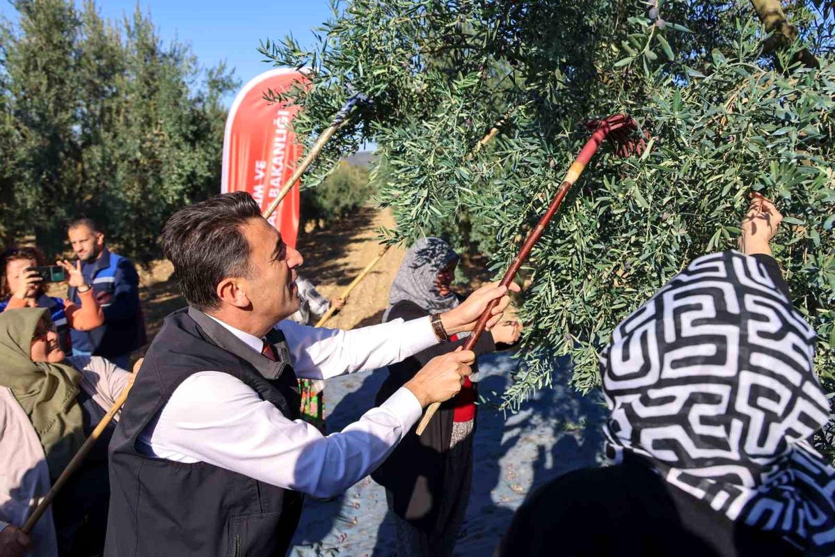 Bilecik\'te Zeytin Hasadı Etkinliği