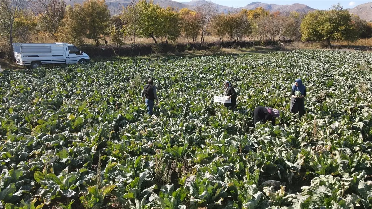 Erzincan Sebze Üretiminde Büyüyor - Son Dakika