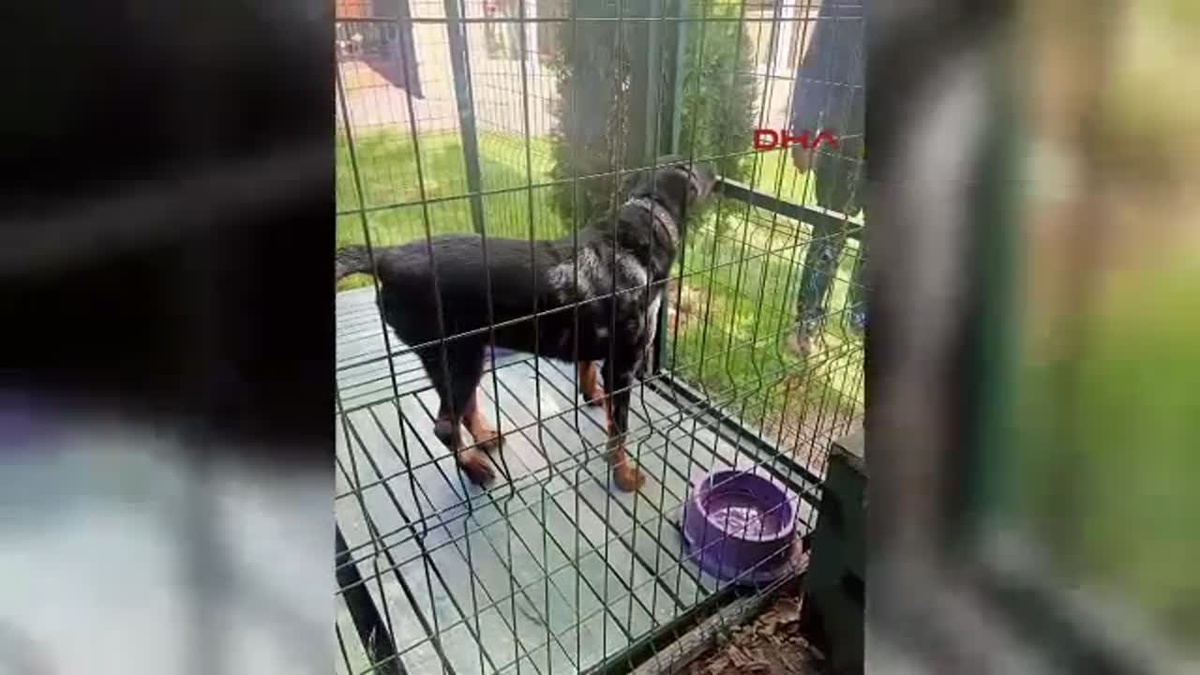 Köpeğini Araca Bağlayıp Koşturana Ceza
