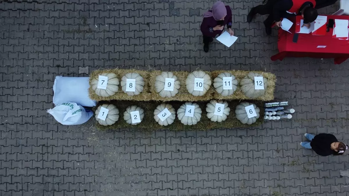 Kızıldamlar\'da Kestane Kabağı Festivali Renkli Geçti