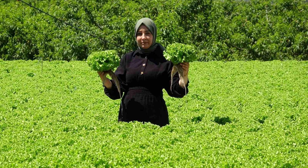 Erzincan\'da Kış Salataları Yükseliyor
