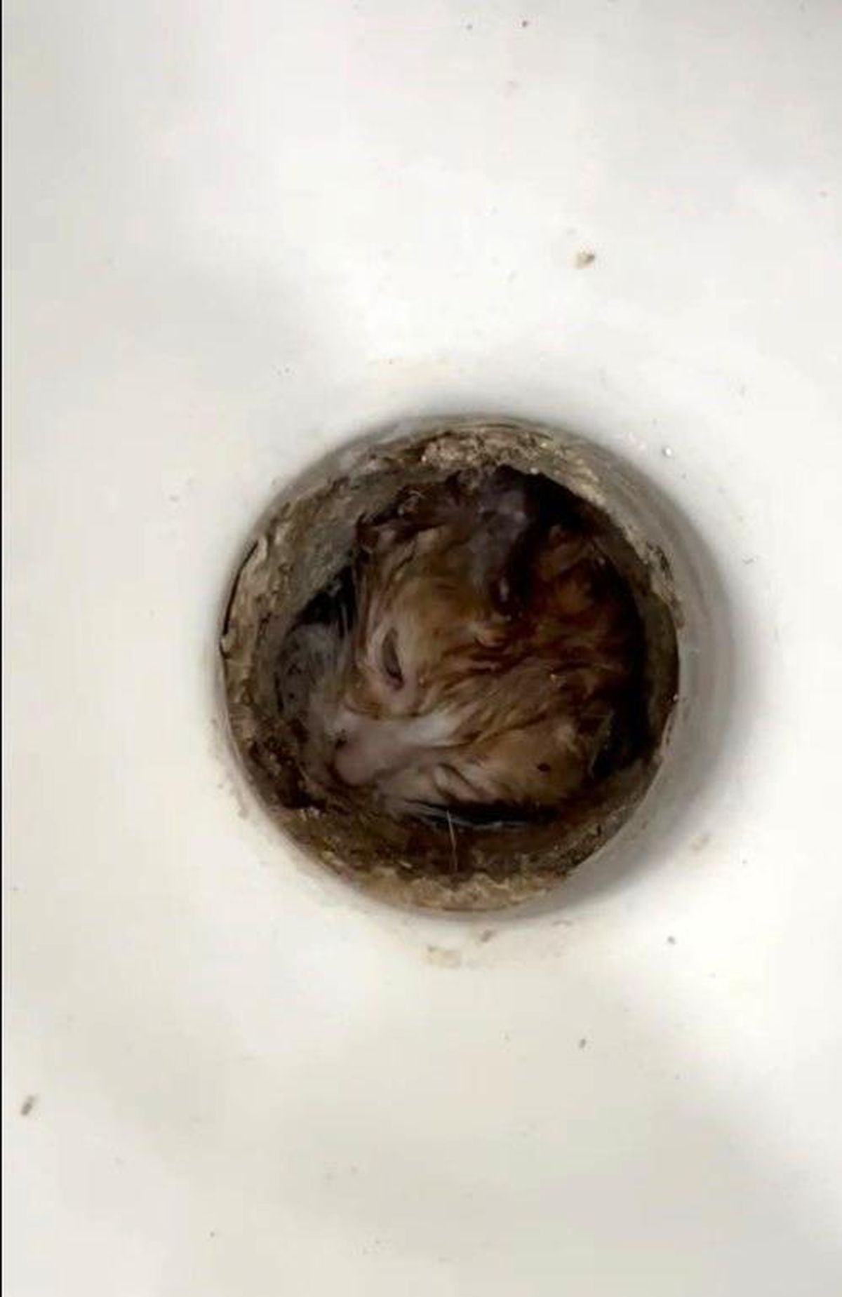 Tuvalet Giderinde Mahsur Kalan Kedi Kurtarıldı