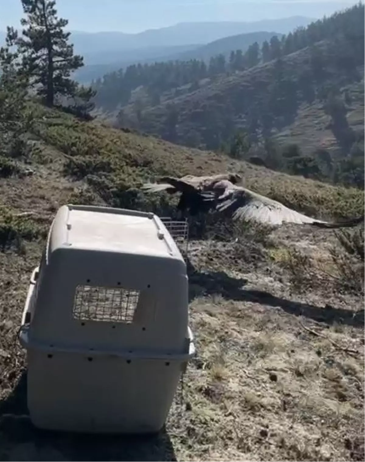 Stresli Akbaba Tedavi Edildi