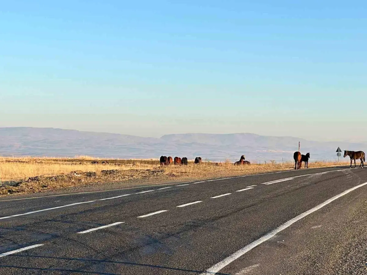 Kars\'ta Başıboş Atlar Trafik Tehlikesi Yarattı