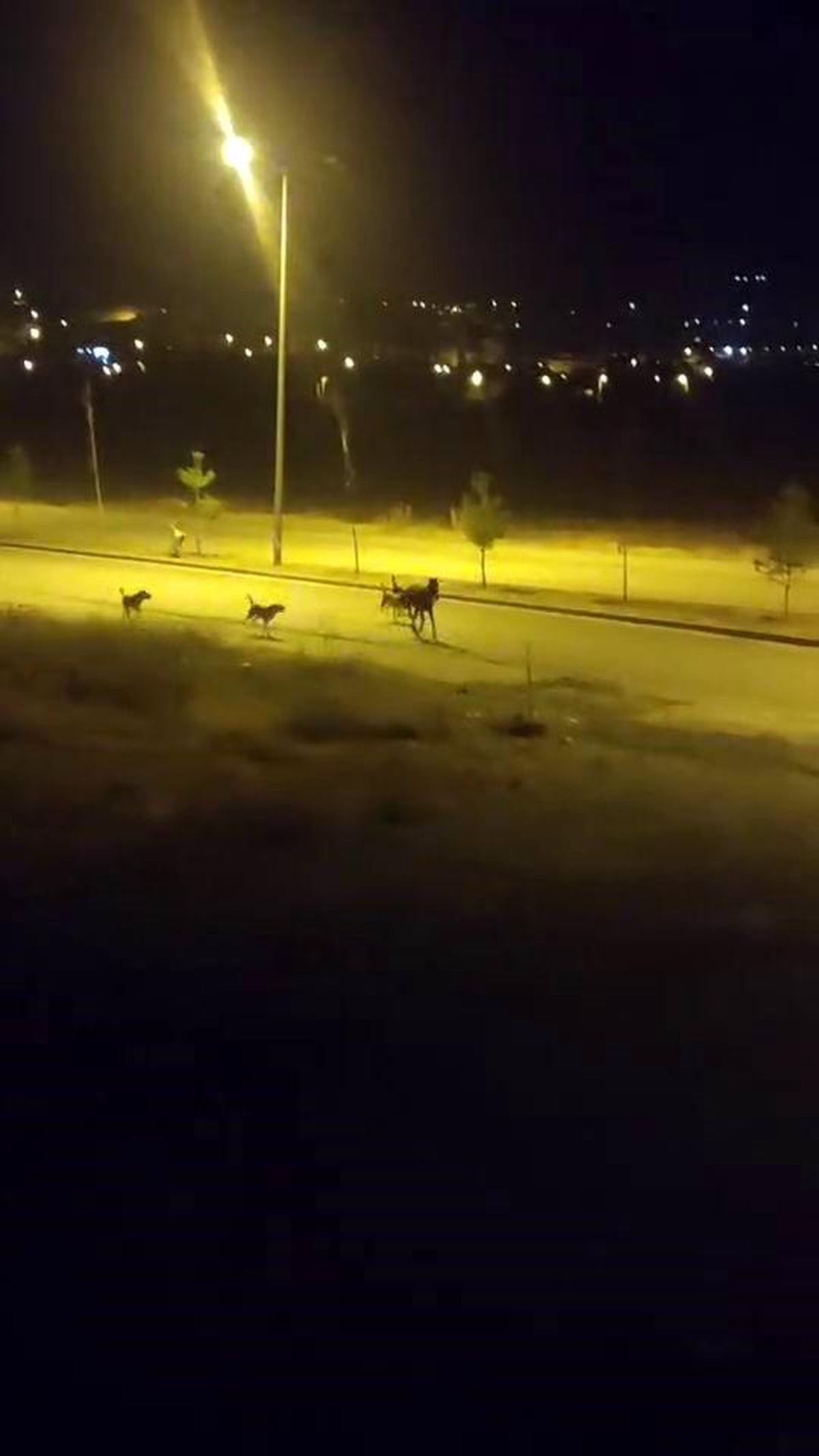 Elazığ\'da Sokak Köpekleri Ata Saldırdı