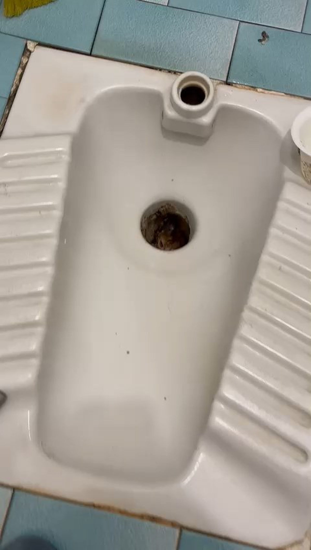Tuvalet Borusundaki Yavru Kedi Kurtarıldı