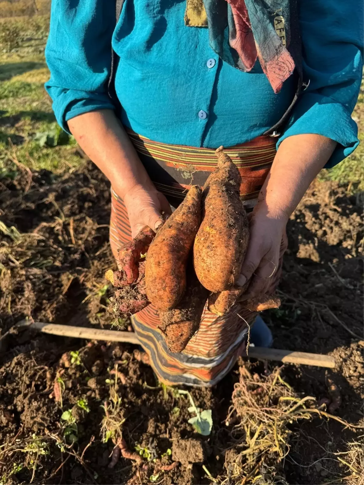 Giresun\'da Tatlı Patates Üretimi Artıyor