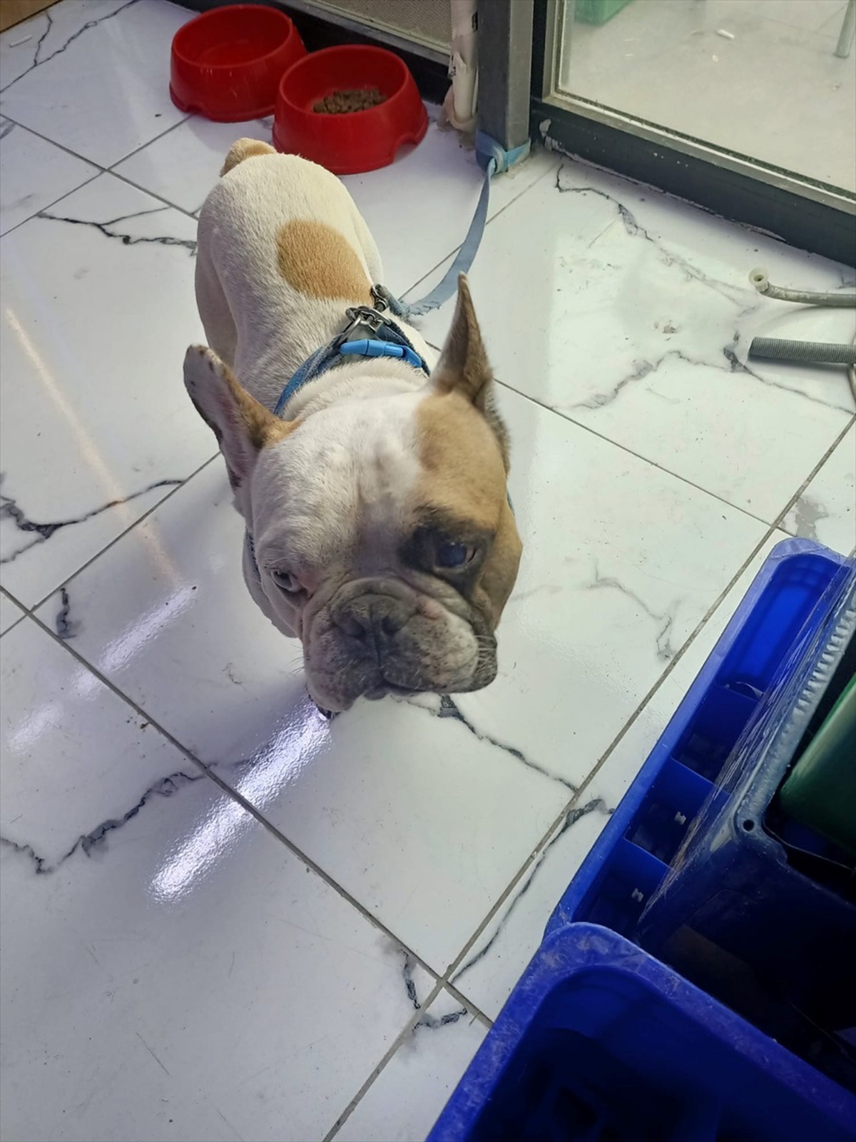 Köpeğe Şiddet Uygulayan Zanlı Gözaltında