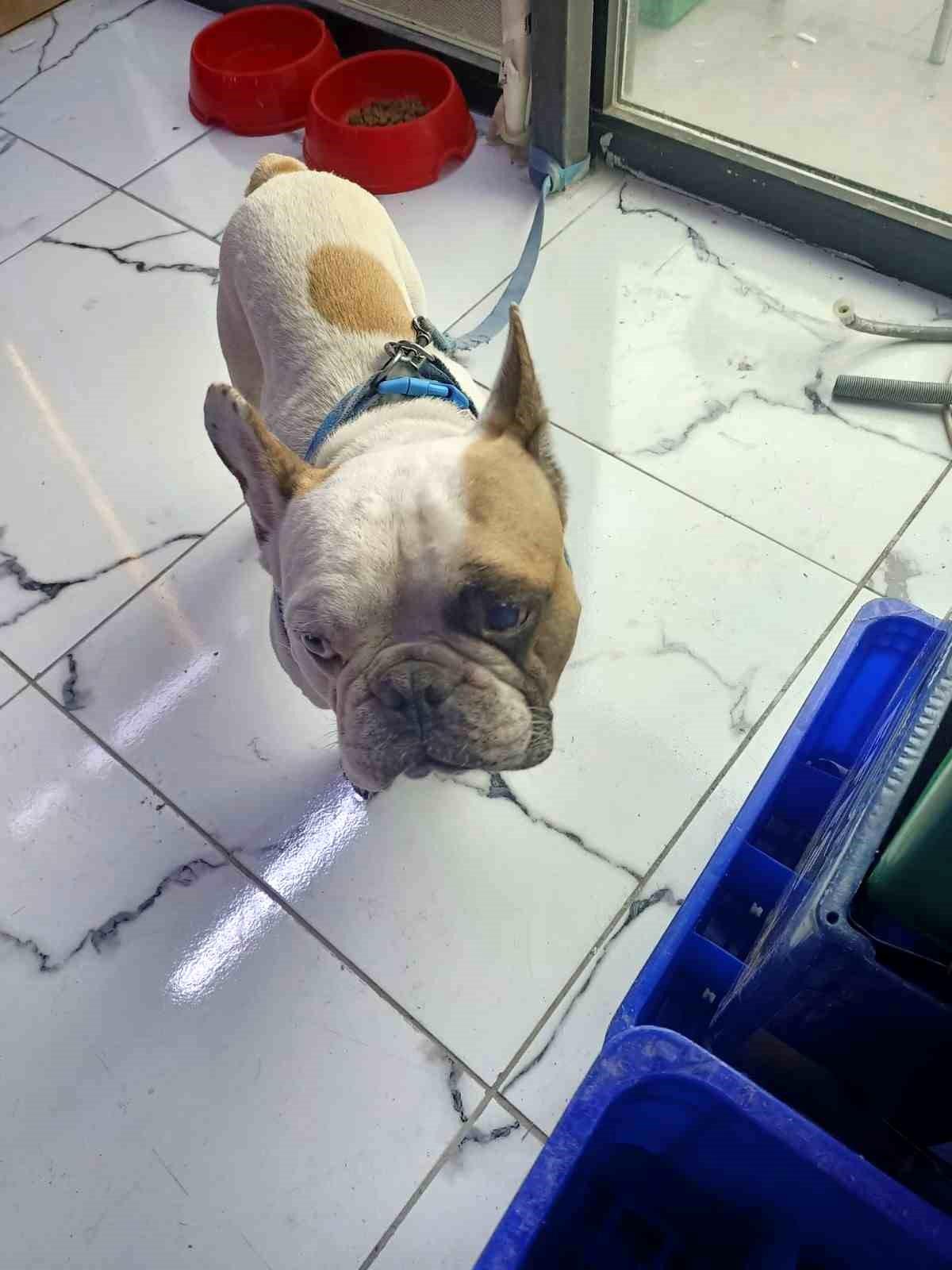 Kayseri\'de Köpeğe Şiddet Uygulayan Şahıs Gözaltına Alındı