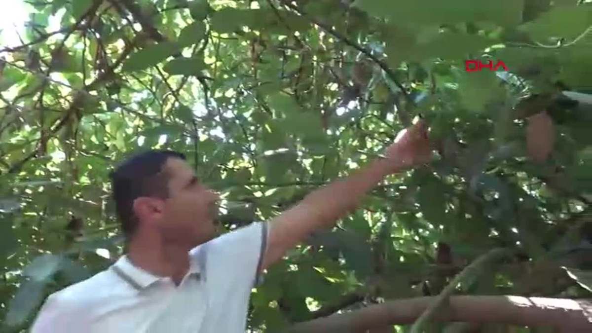 Alanya\'da Avokado Fiyatları Yükseliyor